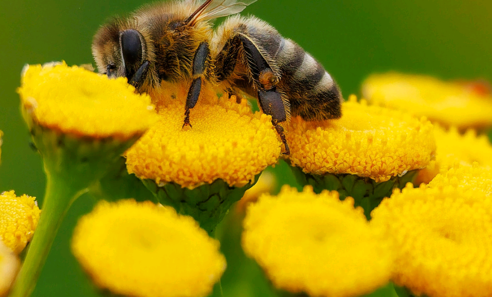 Le Monde Magique des Abeilles